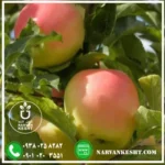 نهال سیب رندرز