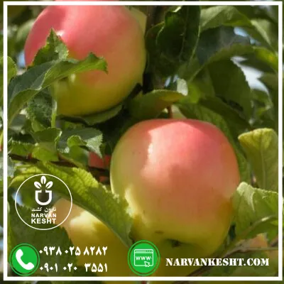 نهال سیب رندرز