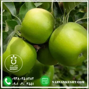 نهال سیب سبز گران اسمیت