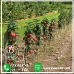 نهال سیب پایه مارلینگ