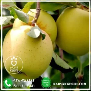 نهال سیب گلدن دلیشز