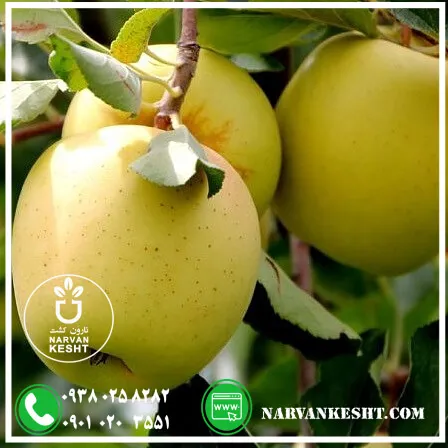 نهال سیب گلدن دلیشز