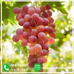 نهال قیزیل ازوم