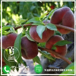 نهال هلو انجیری خونی