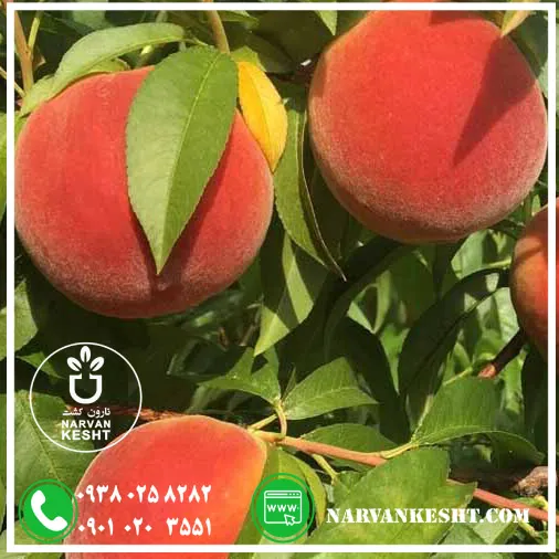 نهال هلو جوادی