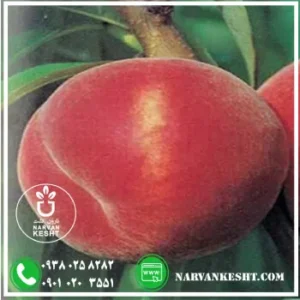 نهال هلو خونی