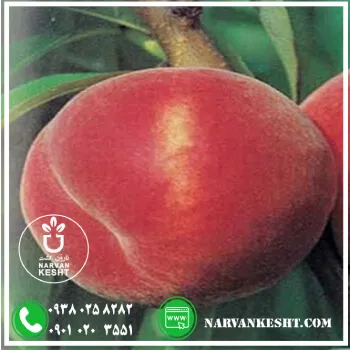 نهال هلو خونی