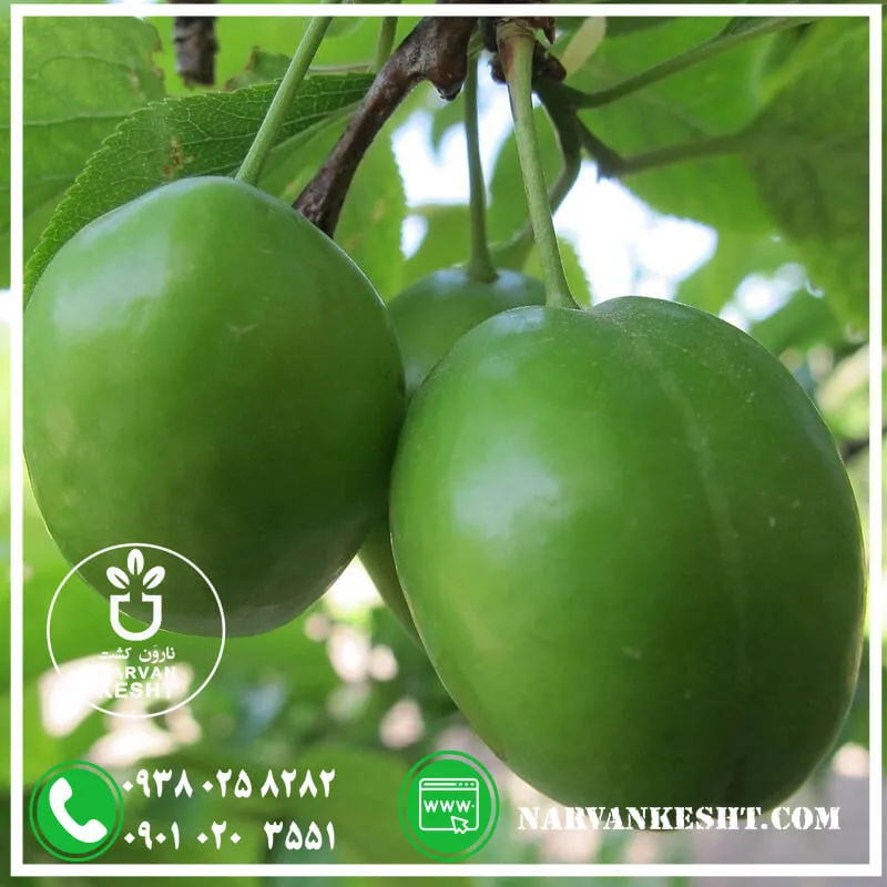 نهال گوجه سبز سردرودی (1) نهال گوجه سبز سردرودی