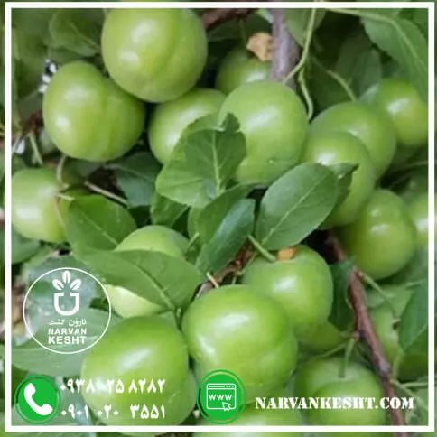 نهال گوجه سبز مراغه