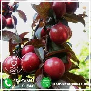 نهال گوجه قرمز