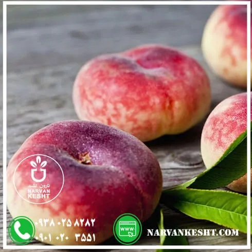 نهال هلو انجیری