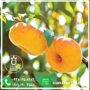 نهال هلو انجیری عسلی