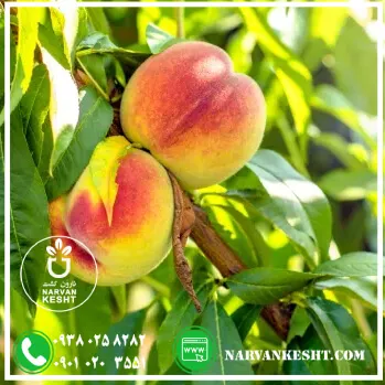 نهال شلیل شمس نهال شلیل شمس