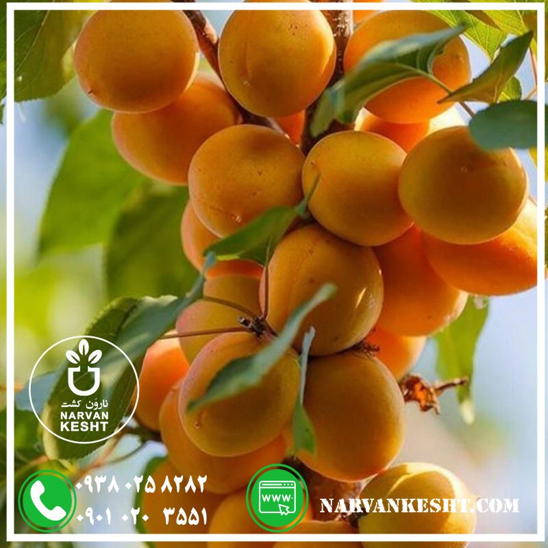 نهال زرد آلو نهال زردآلو جهانگیری - تصویر 1