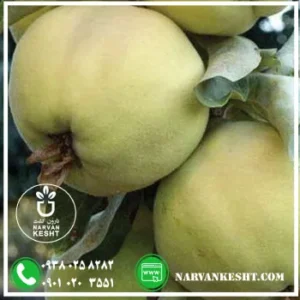 نهال به اصفهان