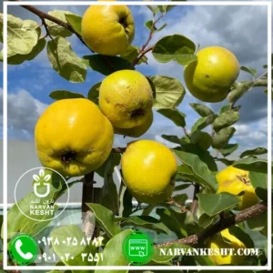 نهال به ترش