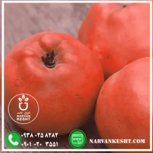 نهال به قرمز نارون