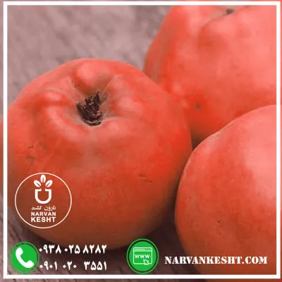 نهال به قرمز نارون