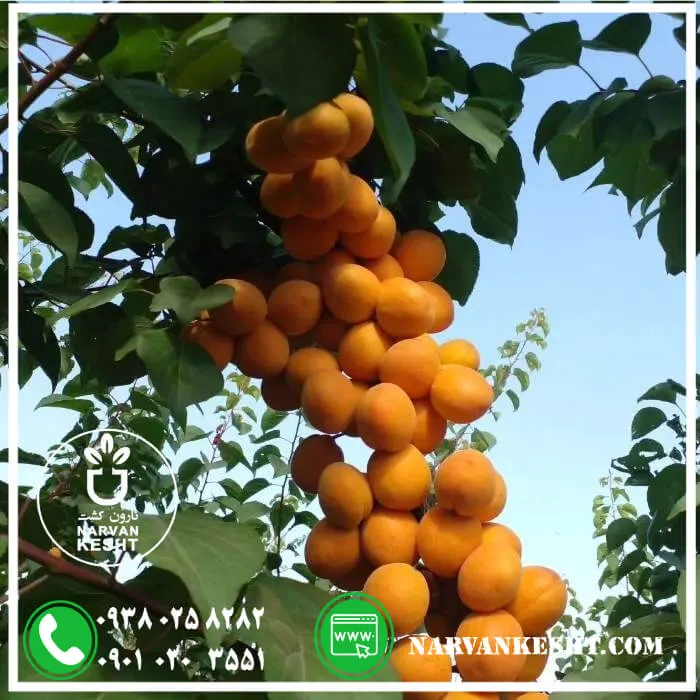 نهال زرد الو انبه ای