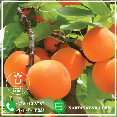 نهال زرد الو عسگر اباد