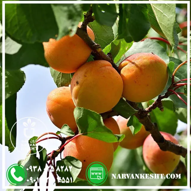 نهال زرد الو نصیری (1) نهال زرد الو نصیری