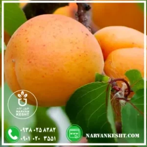 نهال زرد الو پرتقالی