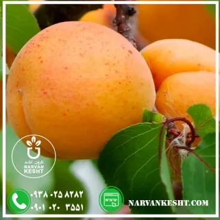 نهال زرد الو پرتقالی