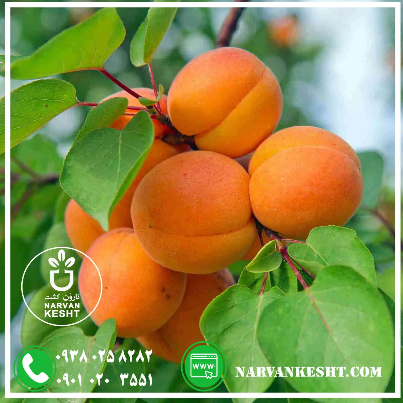 نهال زردآلو شکرپاره (1) نهال زردآلو شکرپاره