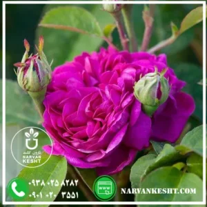 نهال گل محمدی