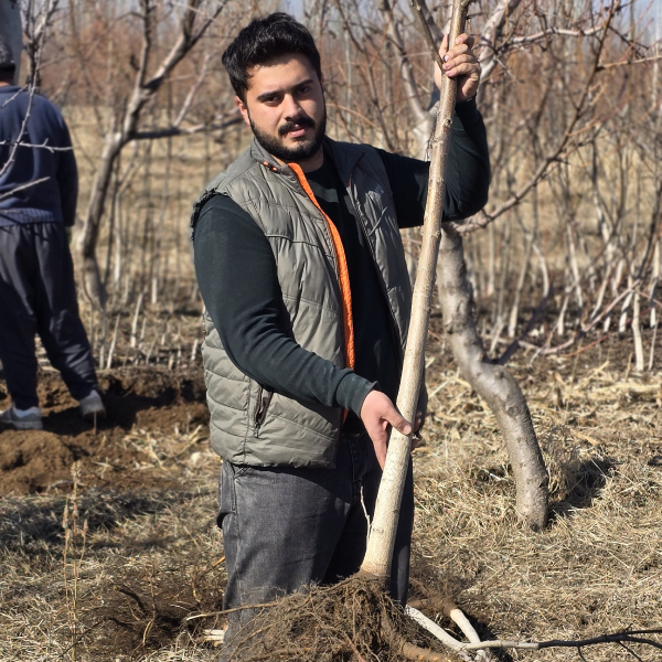 گردو ژنوتیپ بذری