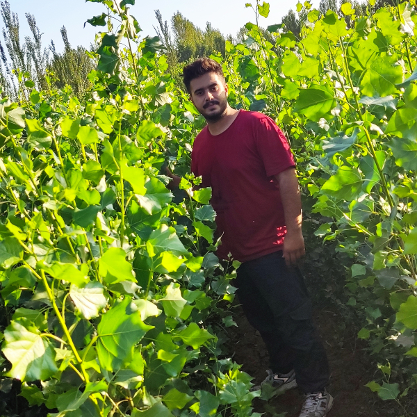 نهال صنوبر نیگرا