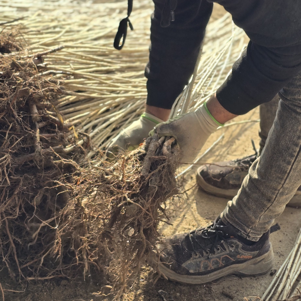 نهال صنوبر ترکیه‌ای یا ایرانی؟