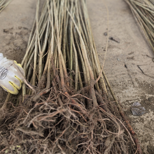 صنوبر کبود سیاه تبریزی