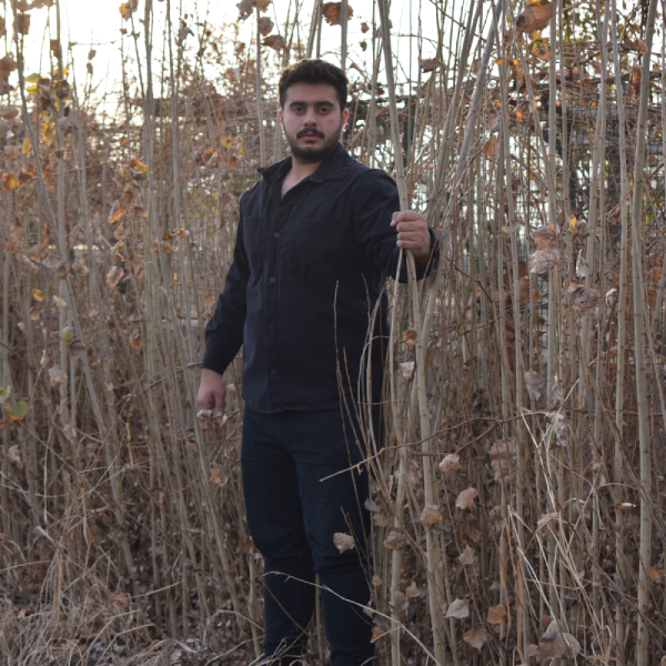 بهترین نهال صنوبر