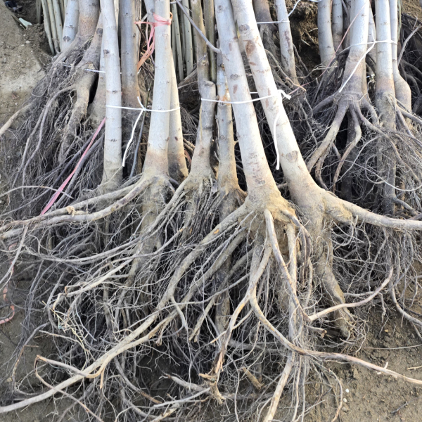 بهترین نهال گردو