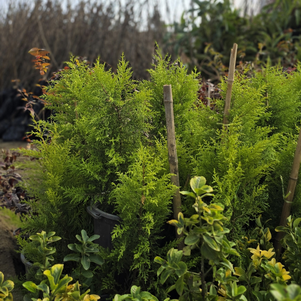 خرید نهال صنوبر