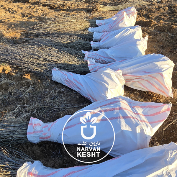 بهترین نوع خاک برای رشد سریع نهال صنوبر