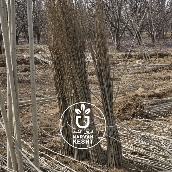 آبیاری صحیح نهال صنوبر