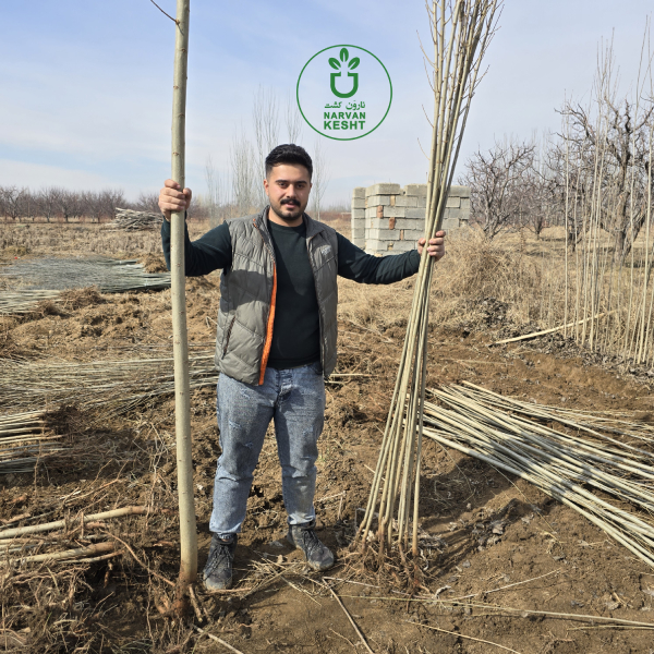 بهترین کود برای نهال صنوبر