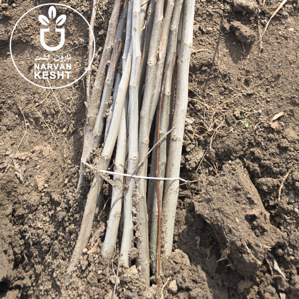 نهال گردو برای سنندج