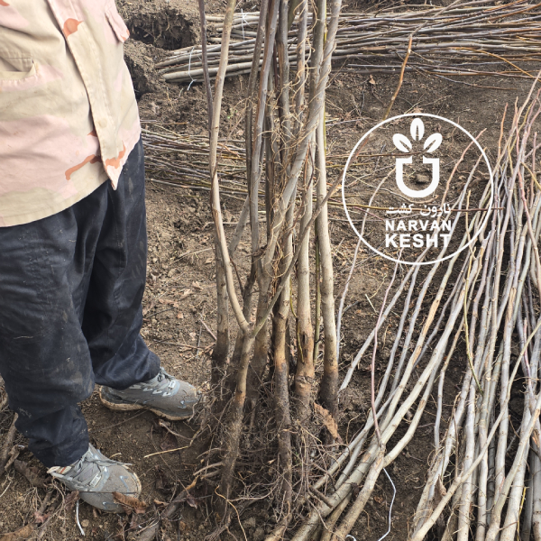 کاشت نهال گردو در مناطق سردسیر