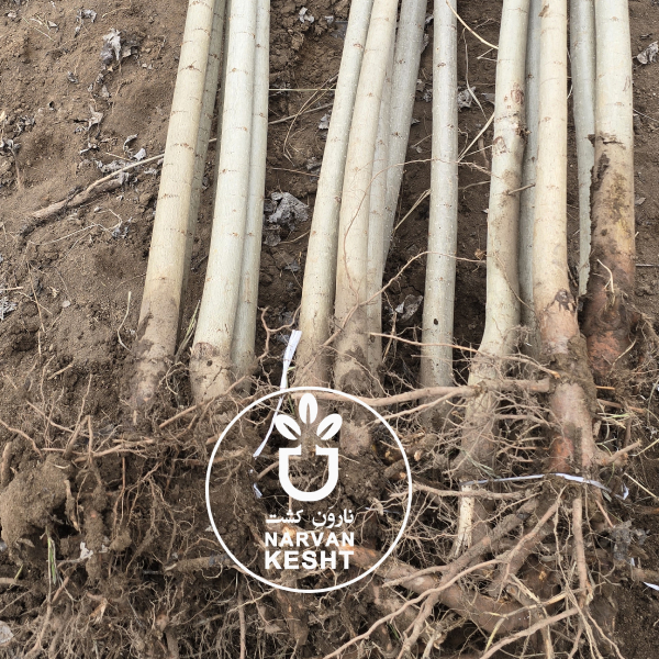 چطور نهال صنوبر پربار بکاریم