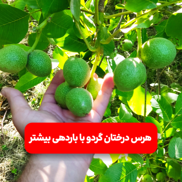 هرس نهال گردو