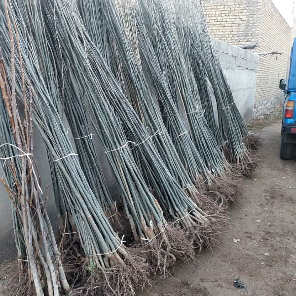 نهال صنوبر زود رشد