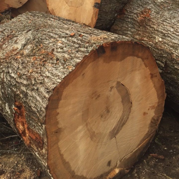 قیمت هر کیلو درخت صنوبر