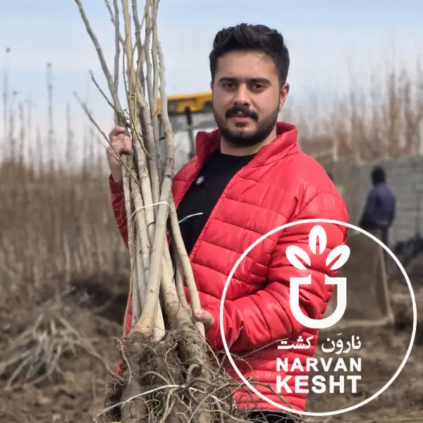 شرایط کاشت نهال گردو؛ زمان مناسب، فاصله استاندارد و آماده‌سازی گودال