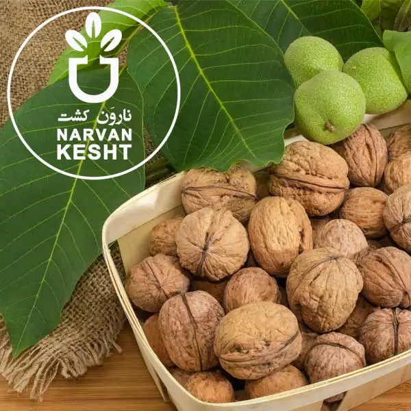 نحوه افزایش باردهی درخت گردو: روش‌های تخصصی برای بهره‌وری بیشتر