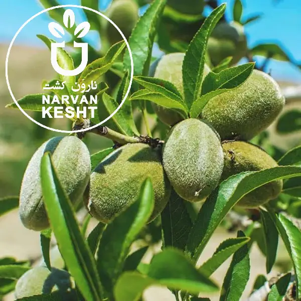 فاصله کاشت و تراکم نهال بادام در باغ – راهنمای علمی و عملی