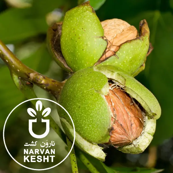 تأثیر ارتفاع و شرایط اقلیمی بر رشد گردو