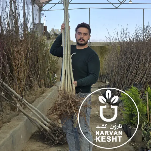 راهنمای جامع افزایش بهره‌وری و باردهی درخت صنوبر 🌲